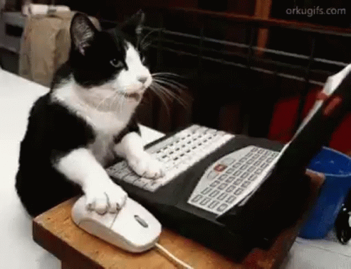 cat computer